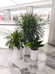 鄞州盆景出租公司，打造别具一格的室内外景观！